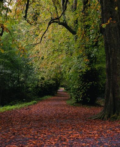 River Island Hotel Castleisland Eksteriør bilde